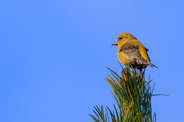 female scottish crossbill